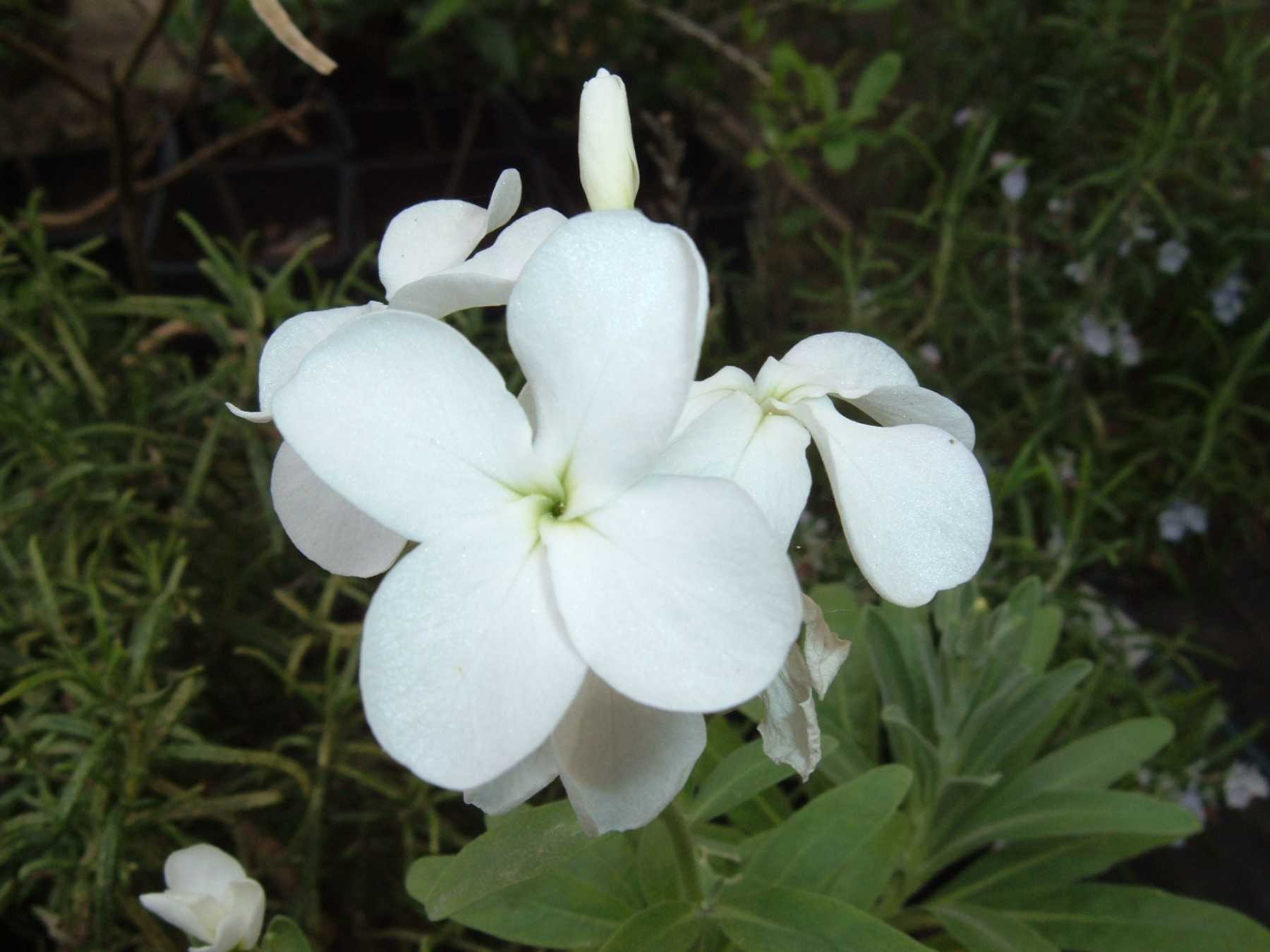 Matthiola incana